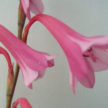 WATSONIA ALETROIDES PINK