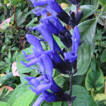 SALVIA GUARANITICA ” BLACK & BLUE “