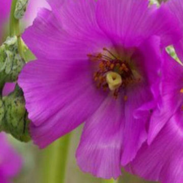 CALANDRINIA GRANDIFLORA