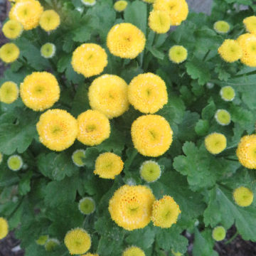 TANACETUM  PATHENIUM “GOLDEN BALL”