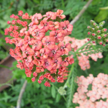 ACHILLEA AUTUMN SUNRISE