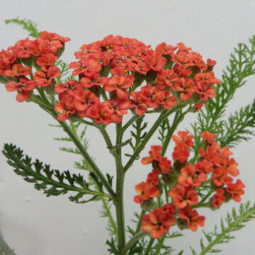 ACHILLEA AUTUMN SUNRISE