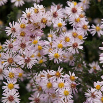 ASTER ERICOIDES PINK