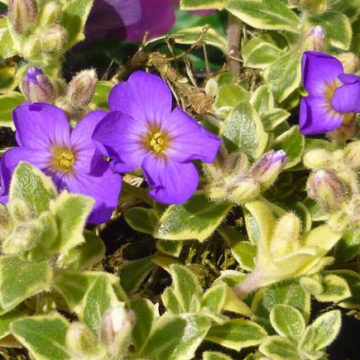 AUBRIETA VARIEGATED