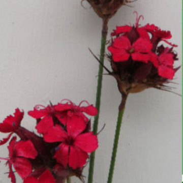 DIANTHUS CRUENTUS