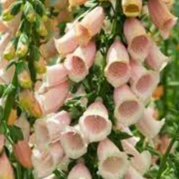 DIGITALIS PURPUREA APRICOT BEAUTY