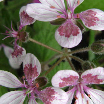 ERODIUM PELARGONIFLORUM