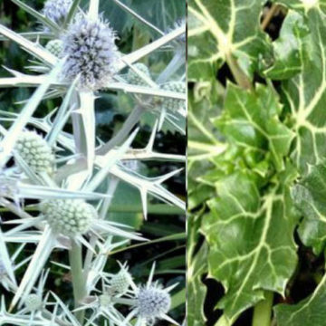 ERYNGIUM VARIIFOLIUM