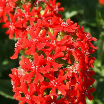 LYCHNIS CHALCEDONICA