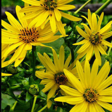 SILPHIUM PERFOLIATUM