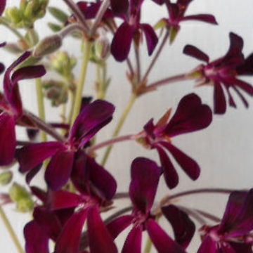 PELARGONIUM SIDOIDES