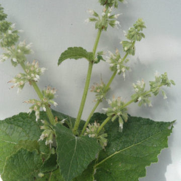 SALVIA VERTICILIATA ALBA