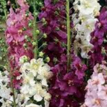 VERBASCUM PHOENICEUM MIXED