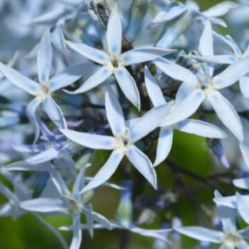 AMSONIA TABERNAEMONTANA