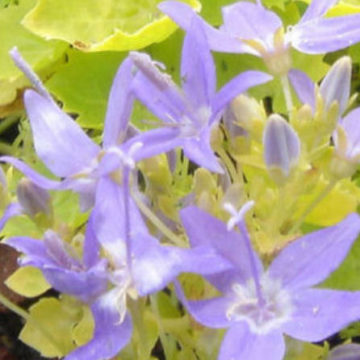 CAMPANULA GARGANICA DICKSONS GOLD