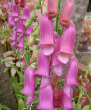 DIGITALIS THAPSI