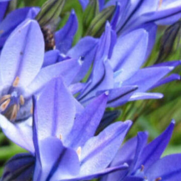 TRITELEIA LAXA