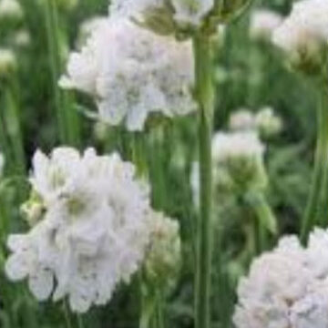 ARMERIA MARITIMA ALBA