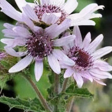 BERKHEYA PURPUREA