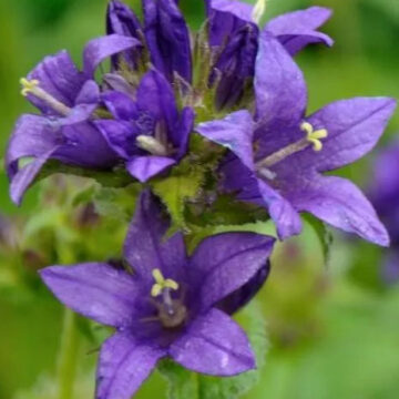 CAMPANULA GLOMERATA