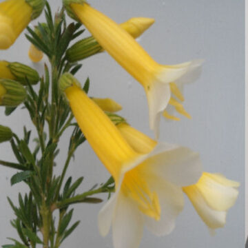 CANTUA BUXIFOLIA GOLDEN INCA