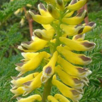 CORYDALIS HETEROCARPA