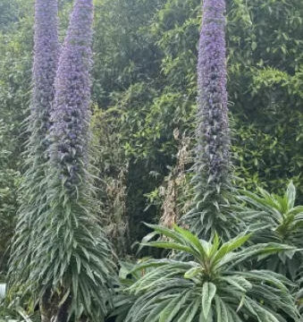 ECHIUM PININANA