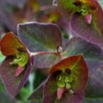 EUPHORBIA DULCIS CHAMELEON