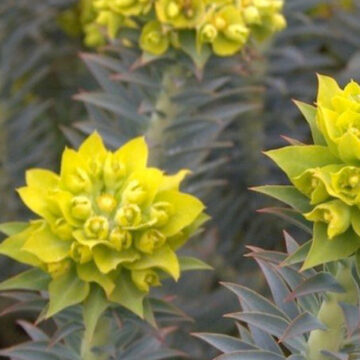 EUPHORBIA RIGIDA