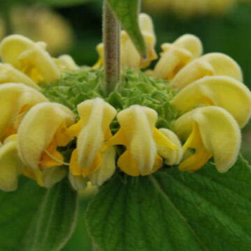 PHLOMIS RUSSELIANA