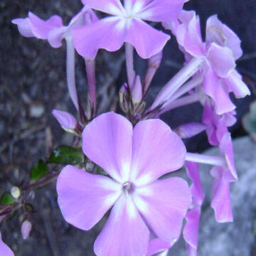 PHLOX PANICULATA LAVENDER