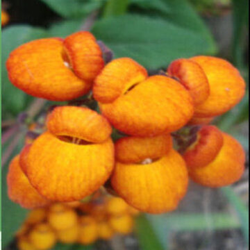 CALCEOLARIA INTEGRIFOLIA – ORANGE