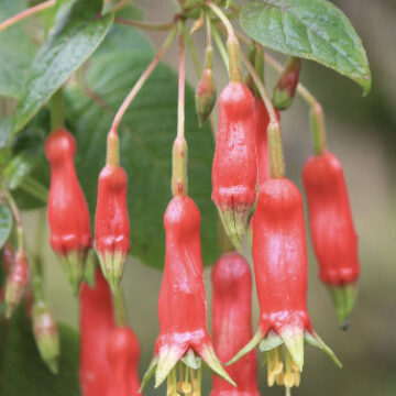 FUCHSIA SPLENDENS