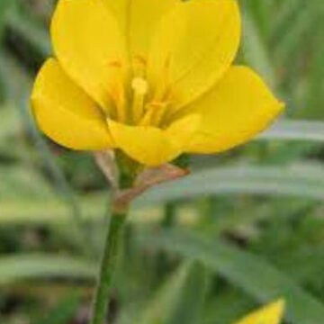 IPHEION HIRTELLUM