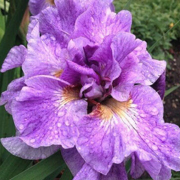 IRIS SIBIRICA PINK PARFAIT