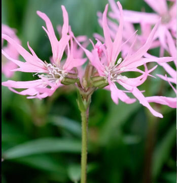 LYCHNIS FLOS CUCULI NANA