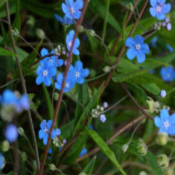 OMPHALODES NITIDA