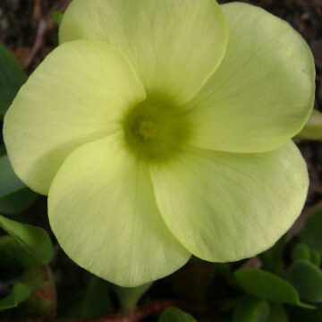 OXALIS FABAEFOLIA