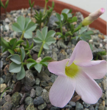 OXALIS LUPINIFOLIA