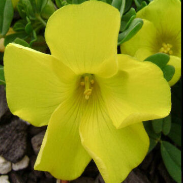 OXALIS NAMAQUANA