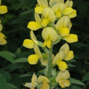 THERMOPSIS LANCEOLATA