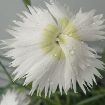 DIANTHUS  CHARLES MUSGRAVE