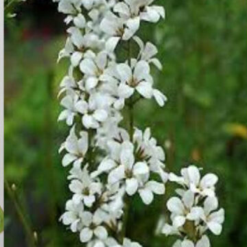 FRANCOA RAMOSA