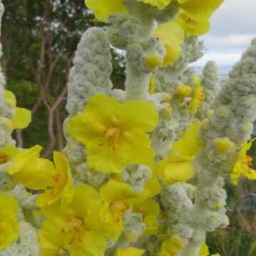 VERBASCUM BOMBYCIFERUM