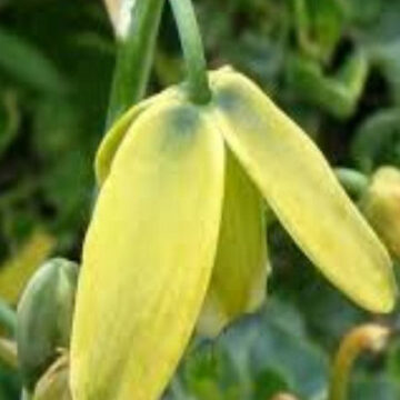 ALBUCA FLACCIDA