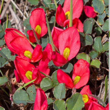 KENNEDIA PROSTRATA