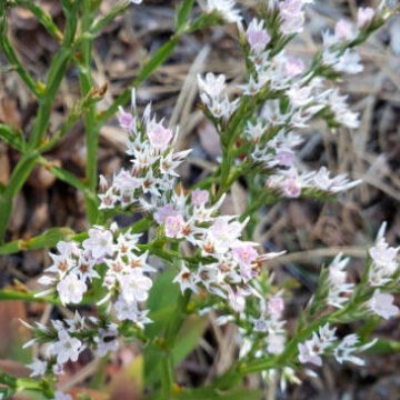 LIMONIUM TARTARICUM