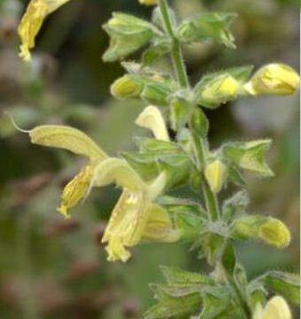 SALVIA GLUTINOSA