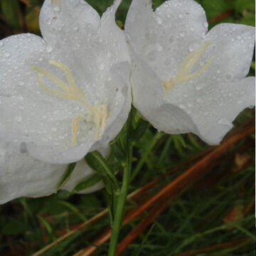 CAMPANULA PERSICIFOLIA ALBA