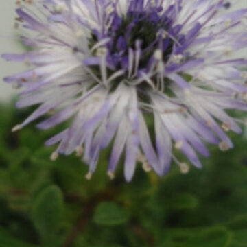 GLOBULARIA REPENS